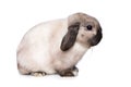 Grey dwarf rabbit on white Royalty Free Stock Photo