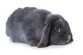 Grey dwarf rabbit on white Royalty Free Stock Photo