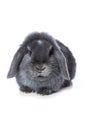 Grey dwarf rabbit on white Royalty Free Stock Photo