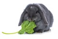 Grey dwarf rabbit with salad Royalty Free Stock Photo