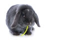 Grey dwarf rabbit with salad Royalty Free Stock Photo