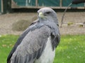 Grey Eagle Buzzard Royalty Free Stock Photo