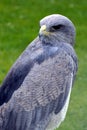 Grey Eagle Buzzard Royalty Free Stock Photo