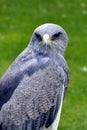 Grey Eagle Buzzard Royalty Free Stock Photo