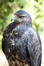 Grey Eagle Buzzard Royalty Free Stock Photo