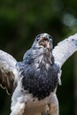 Grey Eagle Buzzard downing its catch Royalty Free Stock Photo