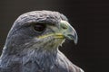 Grey Eagle Buzzard Royalty Free Stock Photo
