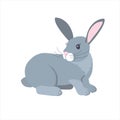 grey easter rabbit isolated on white background