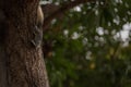 Grey eastern squirrel