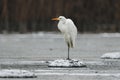 Grey egret in winter morning Royalty Free Stock Photo