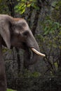 Portrait of an elephant eating food Royalty Free Stock Photo