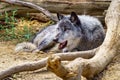 Grey European wolf staring at its prey as it lies down.