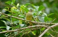 Grey-eyed Bulbul (Hypsipetes propinquus) Royalty Free Stock Photo