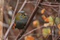 Grey-faced liocichla Royalty Free Stock Photo