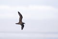 Grey-faced Petrel; Pterodroma macroptera gouldi Royalty Free Stock Photo