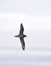 Grey-faced Petrel; Pterodroma macroptera gouldi Royalty Free Stock Photo