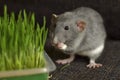 Grey fancy dumbo rat eats green grass