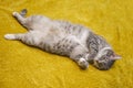 Grey fat cat lying on the yellow bed belly up, closeup Royalty Free Stock Photo