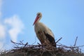 Grey-feathered stork perched atop a wooden branch in its nest