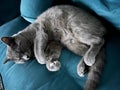 Grey feline sleeping on a blue sofa in a comfortable home setting