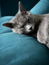 Grey feline sleeping on a blue sofa in a comfortable home setting