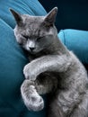 Grey feline sleeping on a blue sofa in a comfortable home setting