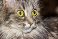 A grey female cat with big yellow eyes portrait