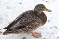 Grey female duck standing on snow at cold weather