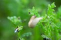 Grey field slug, Deroceras agreste feeding on plant Royalty Free Stock Photo