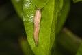 Grey field slug or Milky slug Deroceras agreste Royalty Free Stock Photo