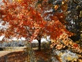 Autumn fall colors highlighted at Cornell University Overlook