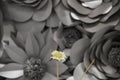 Grey flower background behind single daisy flower