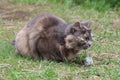 The grey fluffy cat caught a mouse. The cat is eating a mouse on green grass Royalty Free Stock Photo