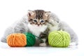 Grey fluffy cute kitties and one brown striped adorable kitten are playing with orange and green yarn balls in white Royalty Free Stock Photo