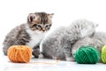 Grey fluffy cute kitties and one brown striped adorable kitten are playing with orange and green yarn balls in white Royalty Free Stock Photo