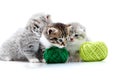 Grey fluffy cute kitties and one brown striped adorable kitten are playing with orange and green yarn balls in white Royalty Free Stock Photo