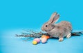 Grey fluffy Easter bunny sits on a blue background and near it lie Easter multi-colored eggs in a point and branches of willow. Royalty Free Stock Photo