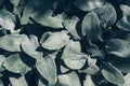 Grey fluffy leaf texture background Royalty Free Stock Photo