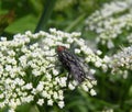 Grey fly on plant