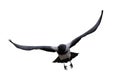 Grey flying crow with large black wings Royalty Free Stock Photo