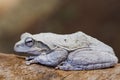 Grey Foam-Nest Tree frog