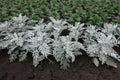 Grey foliage of Jacobaea maritima and green leaves of marigold