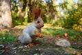 A grey forest squirrel eats seeds on a stump. Autumn forest. Side view