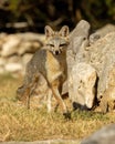 Grey Fox on full alert as he hunts for prey