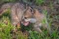 Grey Fox Kit (Urocyon cinereoargenteus) Quick Turn