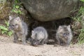 Grey Fox Kits