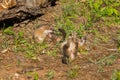 Grey Fox Kits (Urocyon cinereoargenteus) Conflict