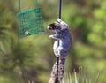 A grey fox squirrel looks for something to eat