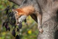 Grey Fox (Urocyon cinereoargenteus) Climbs Down Tree