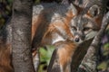 Grey Fox Urocyon cinereoargenteus Close Up Looking Left from T